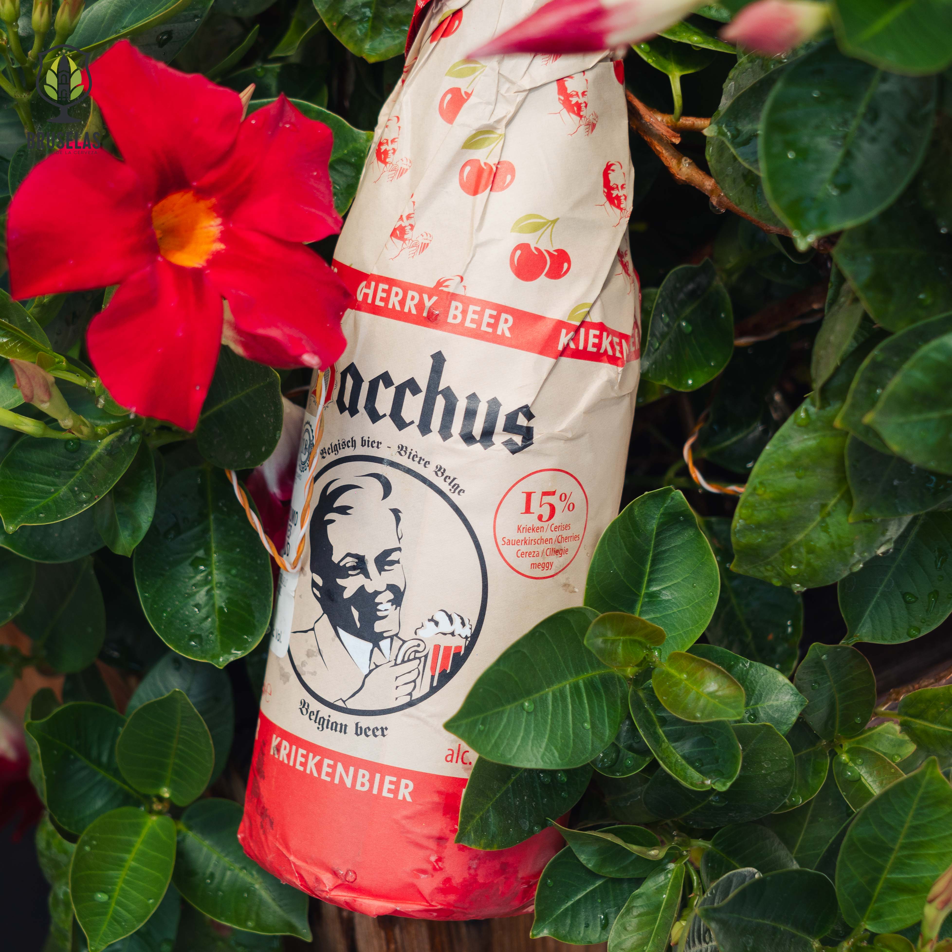 Botella de Bacchus Kriek, una cerveza de frutas belga de Brouwerij Van Honsebrouck. La etiqueta envuelta en papel presenta un diseño clásico y elegante. Con un ABV de 5.8%, ofrece aromas intensos a cerezas maduras con un toque de madera. Su sabor equilibra la acidez de las cerezas con una dulzura sutil y un final ligeramente amargo. Ideal para maridar con postres de chocolate oscuro, platos de pato o quesos fuertes.